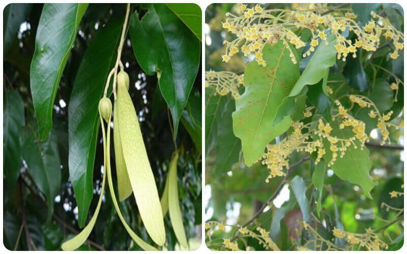 Cây sao đen có thân cao lớn, tán rộng và lá xanh dày tạo bóng mát tốt.