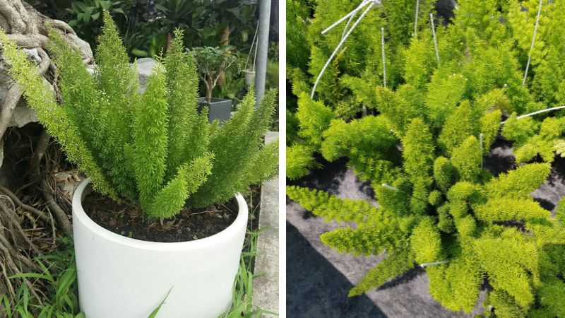 Cây tùng đuôi chồn có thân mềm, lá kim mảnh và mọc dày.