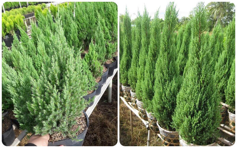 Cách chăm sóc cây Sơn Tùng luôn xanh tốt