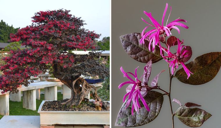 Cây hồng phụng gây ấn tượng với sắc lá rực rỡ, tán đẹp.