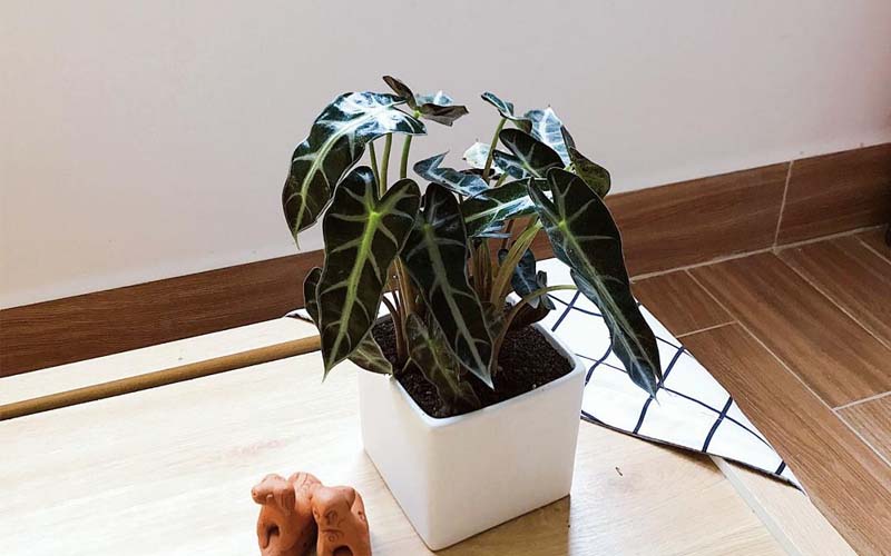 Cây môn quan âm có lá lớn xanh đậm, gân nổi rõ rất đẹp.