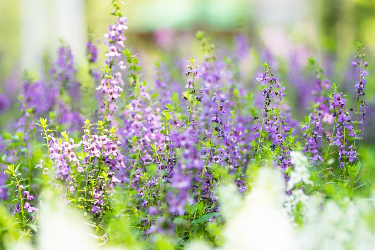 Cây ngọc hân có dáng bụi, lá xanh, hoa nhỏ nở đẹp.