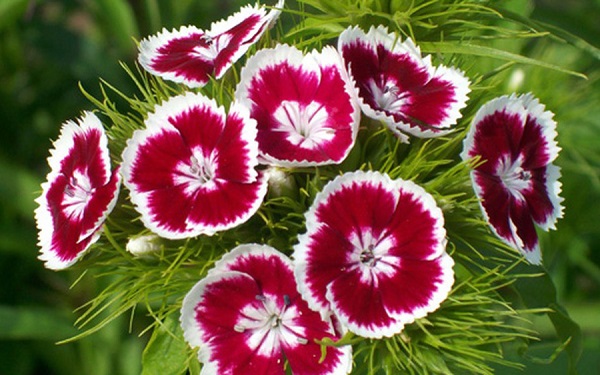 Hoa cẩm nhung nổi bật với cánh hoa mịn mượt và màu sắc rực rỡ.