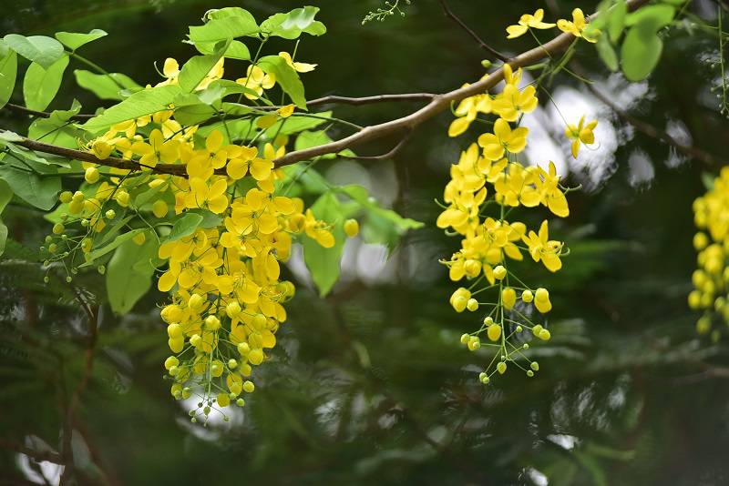 Muồng hoàng yến sở hữu nhiều đặc điểm hình thái dễ nhận biết.