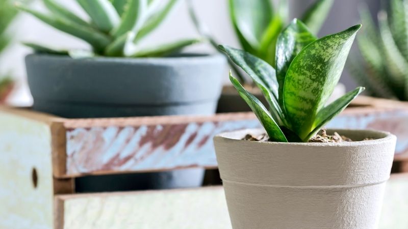 Làm rõ những hiểu lầm phổ biến về cây lưỡi hổ.