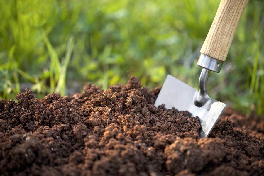 Những sai lầm phổ biến khi sử dụng đất trồng cây cảnh