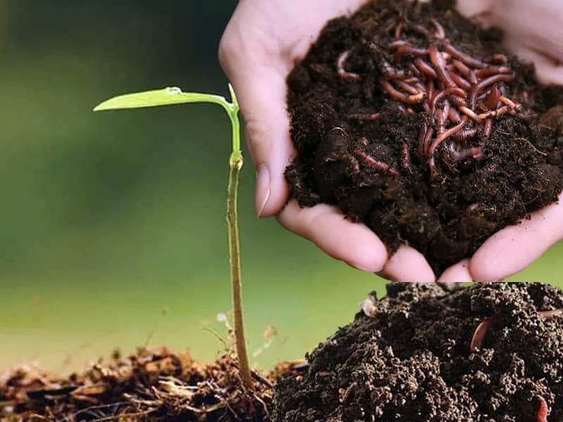 Phân loại đất trồng cây cảnh phổ biến