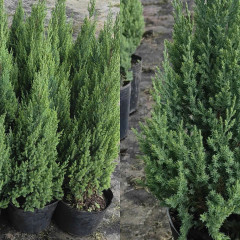 Cách chăm sóc cây Sơn Tùng luôn xanh tốt đẹp, không bị khô lá