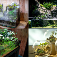 Bể terrarium là gì? Xu hướng trang trí xanh được ưa chuộng hiện nay