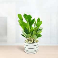 Cách chăm sóc cây Kim Tiền luôn xanh tốt, ra nhiều mầm hút tài lộc