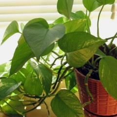 Hướng dẫn cách chăm sóc cây trầu bà xanh mướt cho người mới bắt đầu