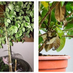 Cách làm cây bị héo tươi trở lại: Phục hồi sức sống cho mảng xanh