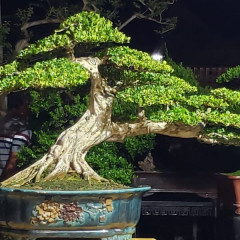 Bí quyết tạo dáng cây nguyệt quế bonsai đẹp mê hồn và độc đáo