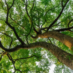 Top 50+ cây bóng mát dễ trồng và chăm sóc nhất cho sân vườn của bạn