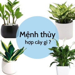 Mệnh thủy hợp cây gì trong phòng làm việc? Bí quyết thu hút tài lộc