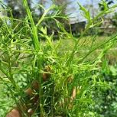 Cây gạc nai là gì? Bí ẩn về công dụng tuyệt vời của loại cây này