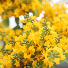 Cây giáng hương - Đặc điểm, ý nghĩa, phân loại và cách trồng