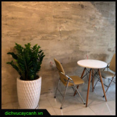 Cây Kim Tiền - Bí Quyết Thu Hút Tài Lộc Và May Mắn Trong Phong Thủy