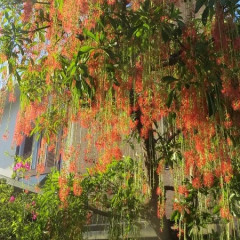 Cây Lộc Vừng: Đặc điểm, ý nghĩa phong thủy và cách chăm sóc