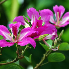 Cây Móng Bò: Ý nghĩa, tác dụng đối với sức khỏe và cách chăm sóc