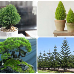 Cây Sơn Tùng: Ý nghĩa phong thủy, cách chăm sóc và xử lý vàng lá