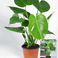 Cây Tai Phật: Ý nghĩa phong thủy, cách chăm sóc và lưu ý quan trọng