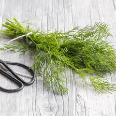 Cây thì là: Đặc điểm, phân loại và tác dụng tuyệt vời cho sức khỏe