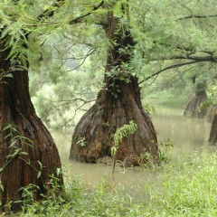 Cây Thủy Tùng: Đặc điểm, ý nghĩa phong thủy và cách chăm sóc 