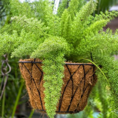 Cây tùng đuôi chồn hợp mệnh gì? Ý nghĩa, đặc điểm & cách trồng