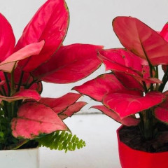 Cách chăm cây Vạn Lộc luôn xanh tốt, đẹp và không lo thối rễ