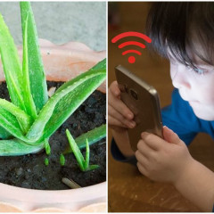 Gợi ý các loại cây xanh hút bức xạ wifi tốt nhất bạn cần biết