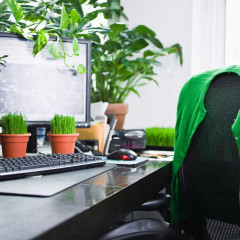 Top 5 loại cây xanh trang trí bàn làm việc hút tài lộc và may mắn