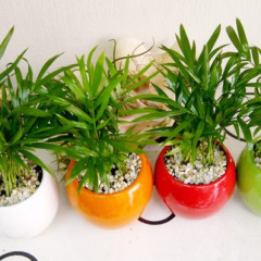 Cây dừa cảnh để bàn: Mang tài lộc và không gian xanh vào văn phòng