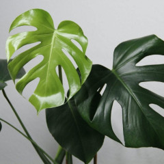 Cây monstera: Đặc điểm, ý nghĩa và cách chăm sóc đúng kỹ thuật