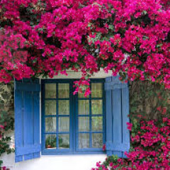 Cổng hoa giấy: Nâng tầm đẳng cấp không gian sống với vẻ đẹp rực rỡ