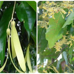 Cây sao đen là cây gì ? Có nên trồng cây sao đen trước nhà​?