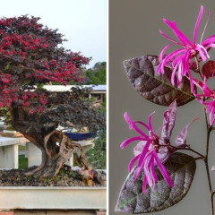 Cây hồng phụng: Ý nghĩa phong thủy, đặc điểm và cách chăm sóc