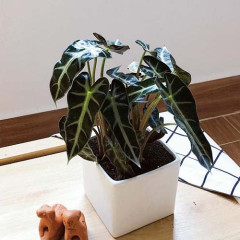 Cây môn quan âm hợp mệnh gì? Đặc điểm, ý nghĩa & cách chăm sóc