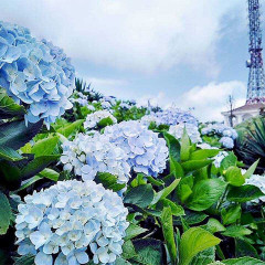 Ý nghĩa của hoa cẩm tú cầu? Hiểu rõ để gửi gắm trọn vẹn yêu thương