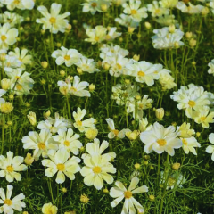 Hoa Sao Nhái: Ý nghĩa, cách trồng và cách chăm sóc ra hoa rực rỡ