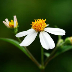 Hoa Xuyến Chi là hoa gì? Ý nghĩa và tác dụng của hoa xuyến chi