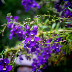 Cây ngọc hân hợp mệnh gì? Ý nghĩa, cách trồng và chăm sóc từ A-Z