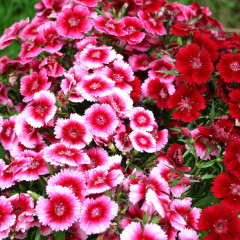 Hoa cẩm nhung: Đặc điểm, ý nghĩa, cách trồng & chăm sóc đúng cách