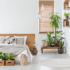 Top 7 cây lọc không khí ban đêm giúp bạn ngủ ngon và sâu giấc hơn