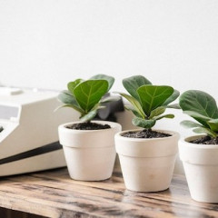 Top 10+ cây mini văn phòng để bàn dễ chăm sóc cho dân công sở
