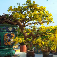Tổng hợp các thế cây mai vàng đẹp mang ý nghĩa phong thủy tốt