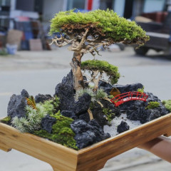 Tiểu cảnh mini để bàn: Xu hướng Xanh hóa không gian làm việc 