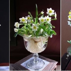 Cách gọt củ hoa thủy tiên đúng kỹ thuật cho hoa nở đều & đẹp