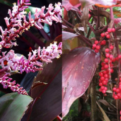 Cây Huyết Dụ: Ý nghĩa phong thủy, tác dụng và cách chăm sóc từ A-Z