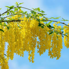Muồng hoàng yến là hoa gì? Đặc điểm và ý nghĩa phong thủy nổi bật